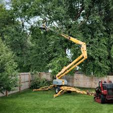 Best Tree Removal Services  in Du Quoin, IL